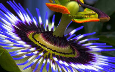Mučenkový olej (Passiflora incarnata) Mučenkový olej (Passiflora incarnata)